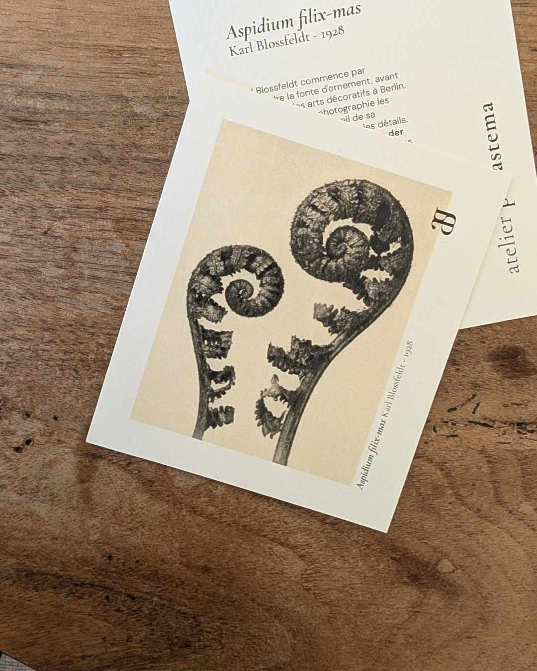 Feuillets d'une bougie Rhapsodie : Aspidium filix-mas, Karl Blossfeldt, 1928.