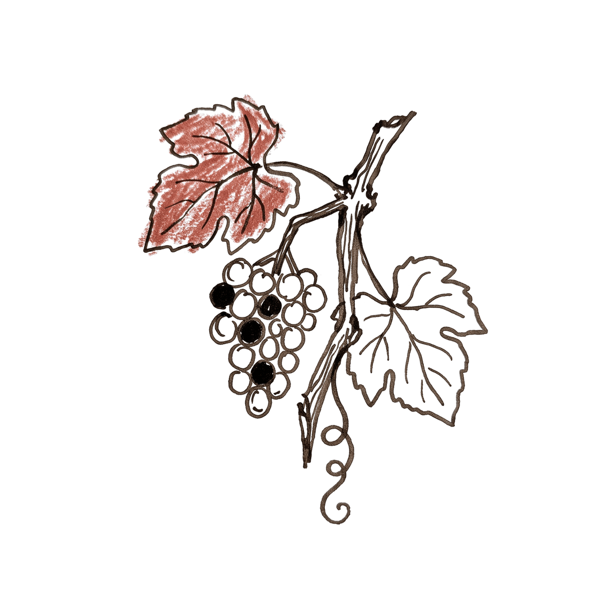 Dessin d'une grappe de raisin à la véraison, une feuille de vigne rougie