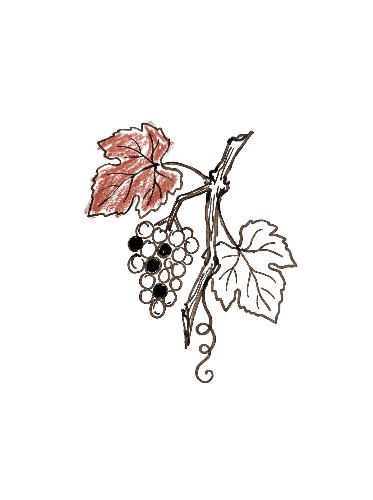 Dessin d'une grappe de raisin et de feuilles de vigne, l'une rougie